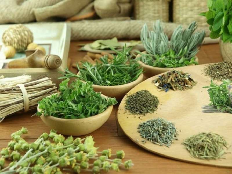 Tía tô, kinh giới, trinh nữ hoàng cung... là những thảo dược quý có tác dụng chữa bệnh